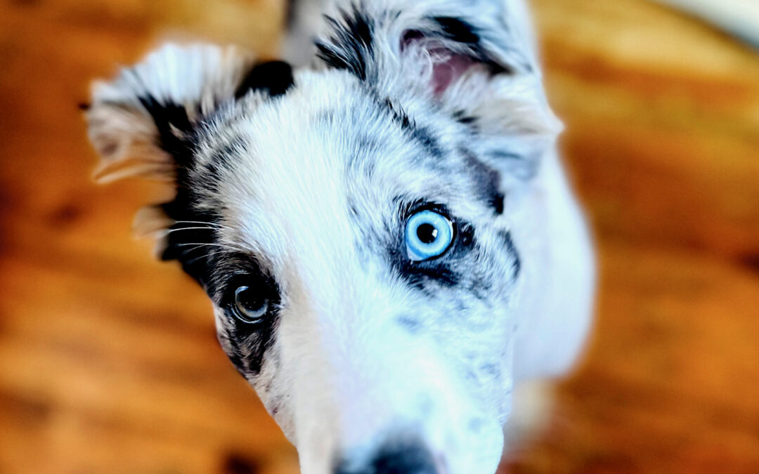 Play With Puppies, Take 100 Photos — Best Creative Stress-Release Therapy Ever